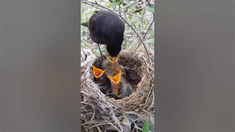 kuşlar yavrularını ne ile besler